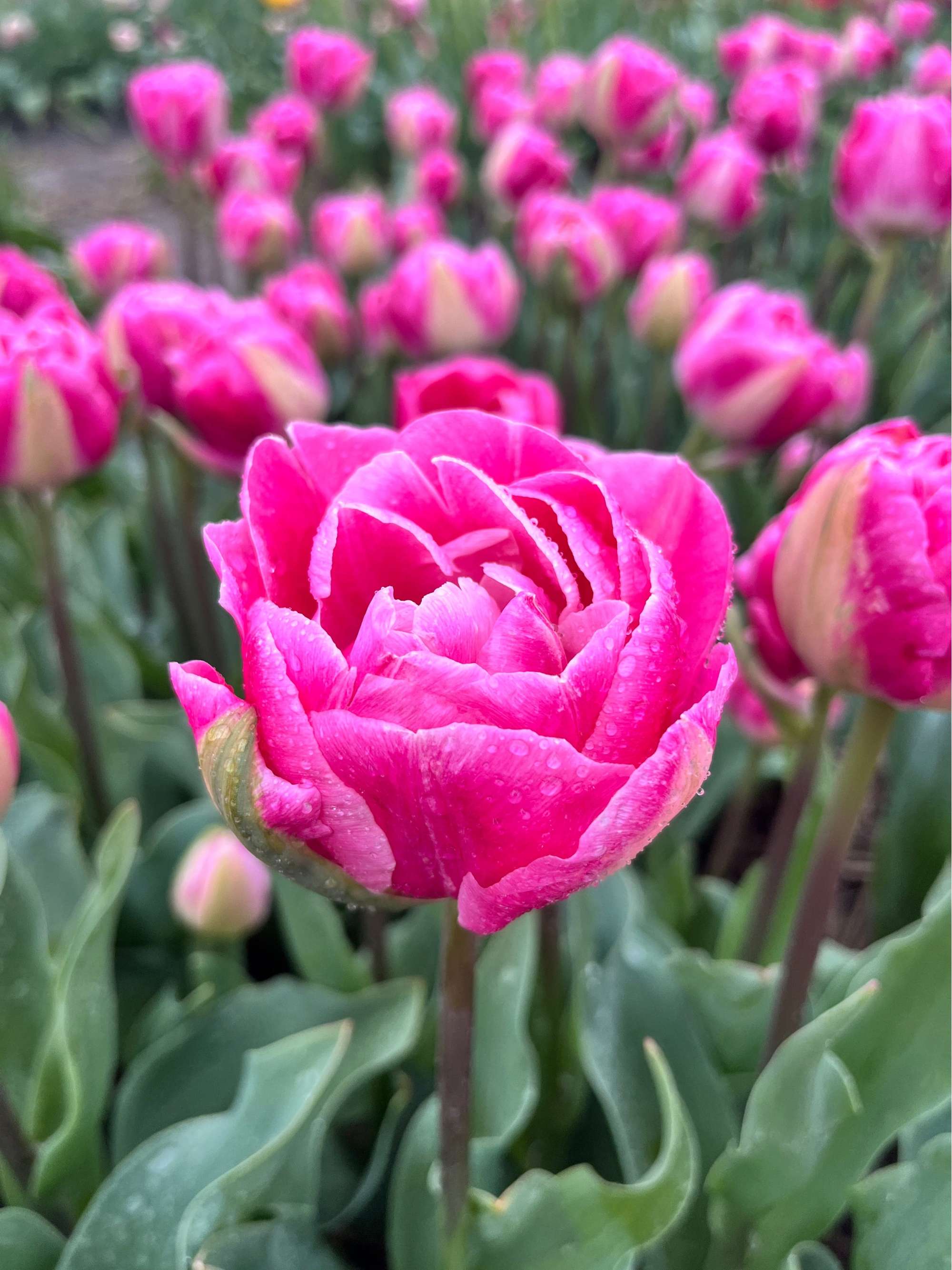 Tulpe 'Voque'